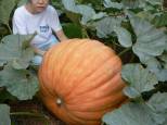 第2回ジャンボかぼちゃ重量あてコンテストの写真