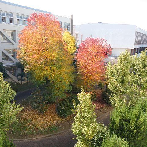 紅葉.jpg