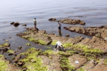 生物部海岸実習