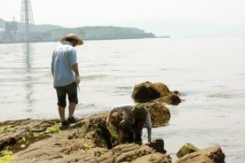 生物部海岸実習