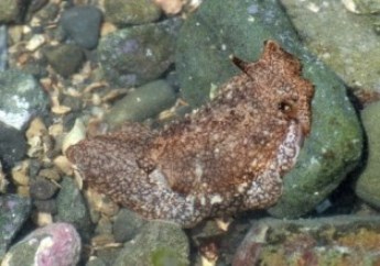 生物部海岸実習