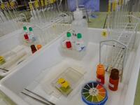 241115_化学基礎(実験3).JPG