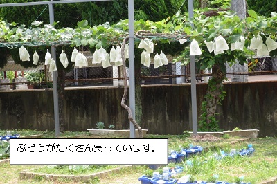 0623_6.JPG