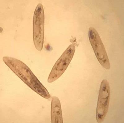 大阪府教育センター理科室の生き物たち 大阪府教育センターブログ