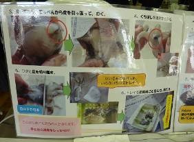 130118泉鳥取4.jpg