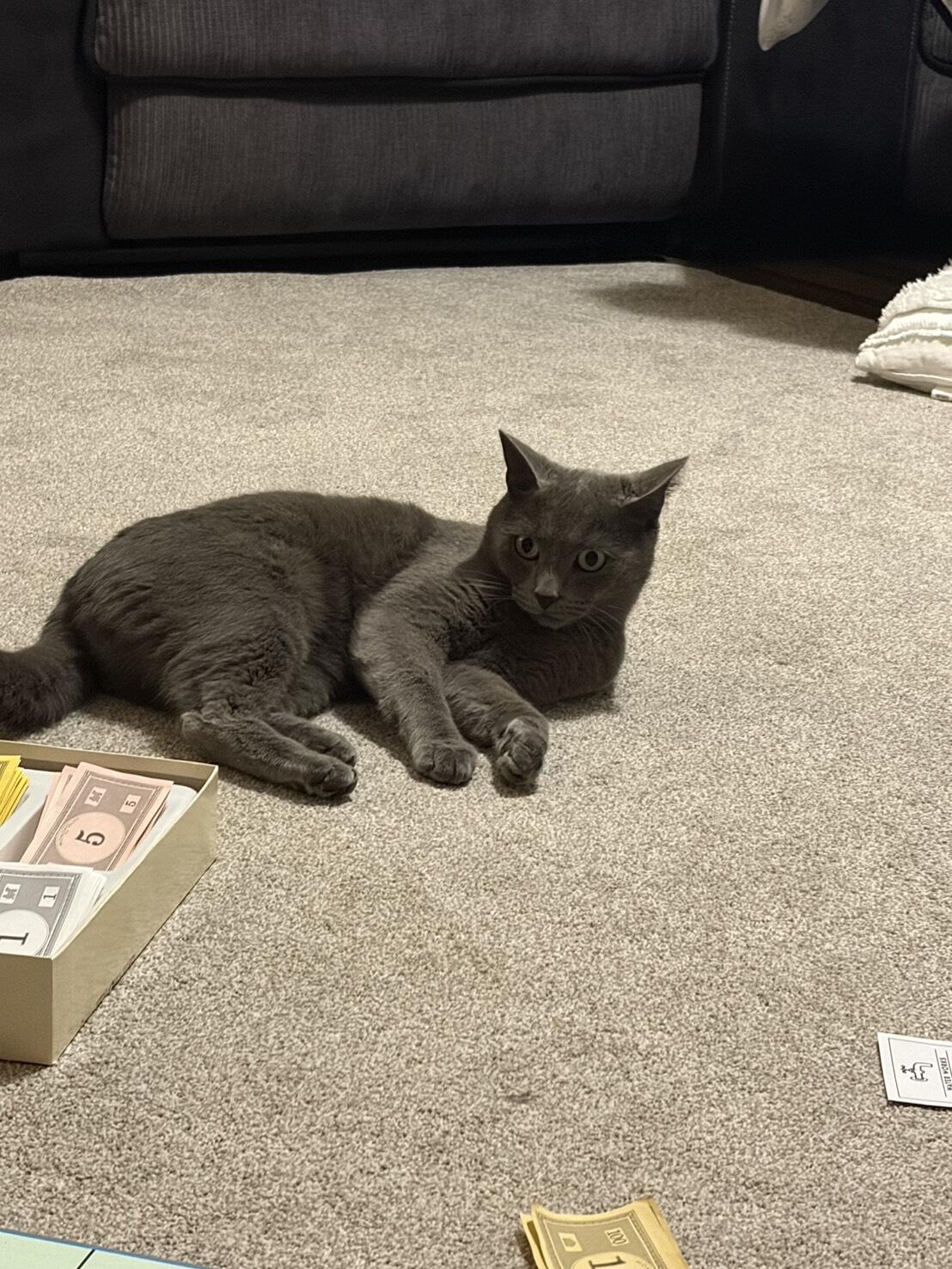 🐈