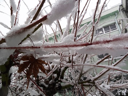 教セン雪化粧 (2).JPG