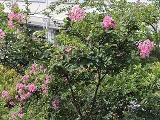 百日紅が咲き続けています 校長ブログ