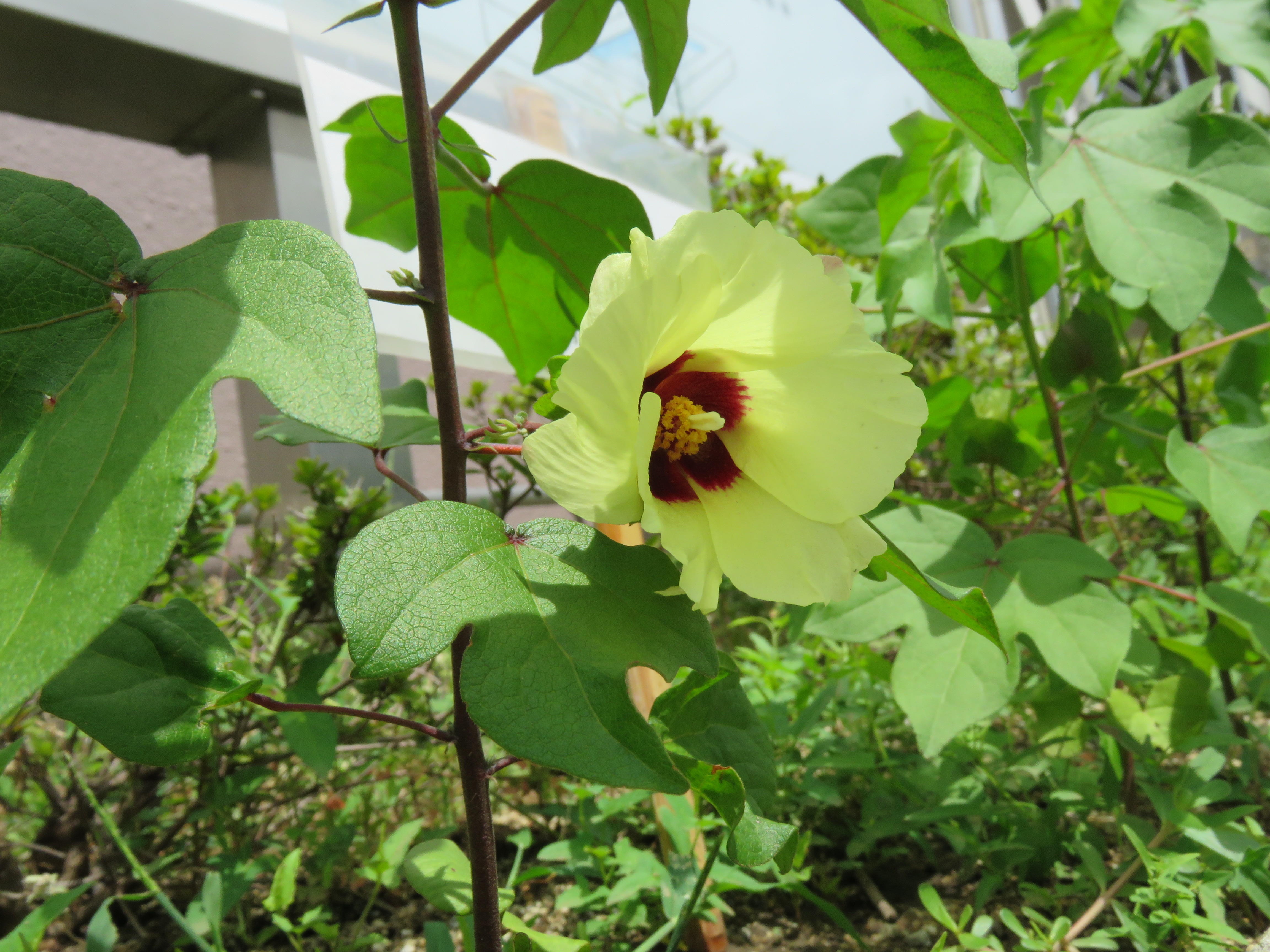https://www.osaka-c.ed.jp/blog/higashimozu/kouchou/0721IMG_2779.JPG_1.jpg