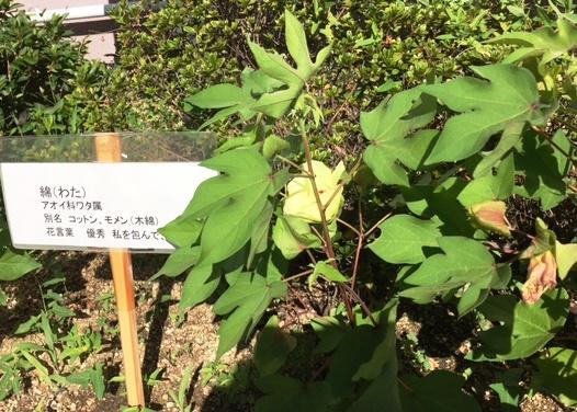 https://www.osaka-c.ed.jp/blog/higashimozu/kouchou/0803011.jpg