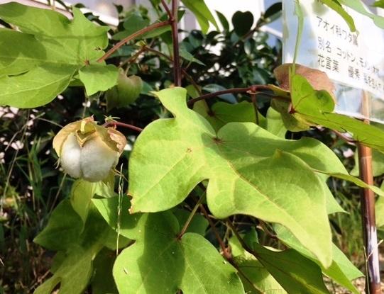 https://www.osaka-c.ed.jp/blog/higashimozu/kouchou/0913003.jpg