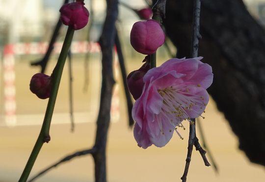 https://www.osaka-c.ed.jp/blog/higashimozu/kouchou/DSC02059.jpg