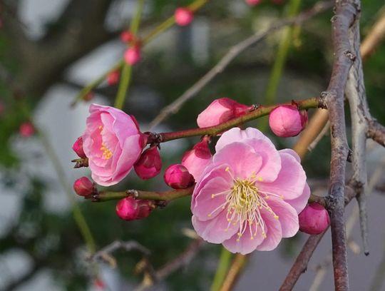 https://www.osaka-c.ed.jp/blog/higashimozu/kouchou/DSC02802.jpg