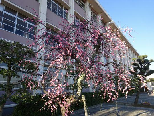 https://www.osaka-c.ed.jp/blog/higashimozu/kouchou/DSC03400.jpg