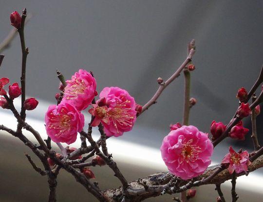 https://www.osaka-c.ed.jp/blog/higashimozu/kouchou/DSC09136.jpg