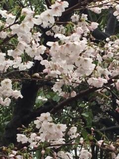 https://www.osaka-c.ed.jp/blog/higashimozu/kouchou/IMG_3705.JPG_1.jpg