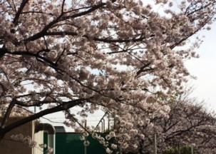https://www.osaka-c.ed.jp/blog/higashimozu/kouchou/IMG_3716.JPG_6.jpg