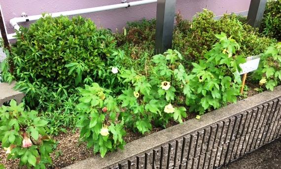https://www.osaka-c.ed.jp/blog/higashimozu/kouchou/IMG_6098.JPG