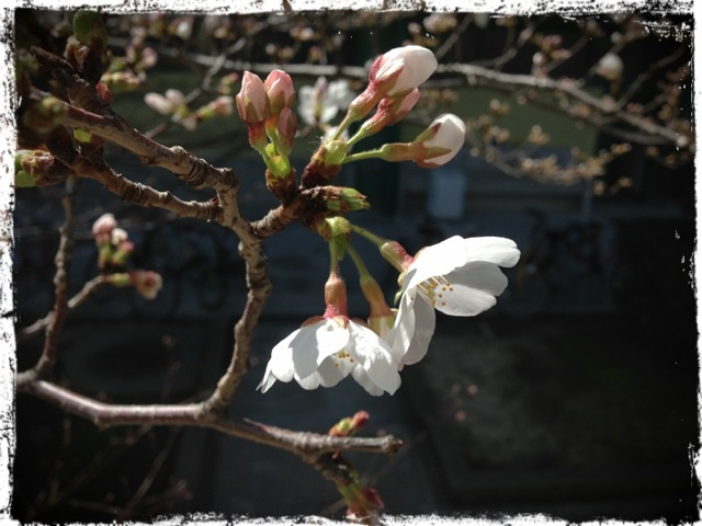 20130322 桜.png