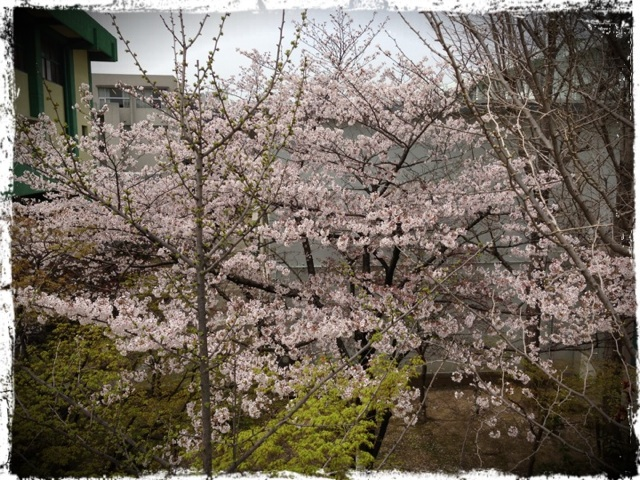 20130401 桜満開.png