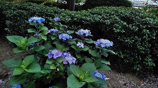 IMG_20200616_080235.jpg