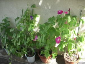 2008-01-01 001 018.JPG