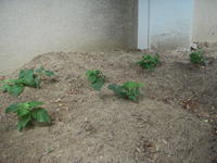 DSCN0018.JPG
