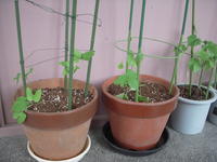 DSCN0038.JPG