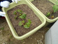 DSCN1677.JPG