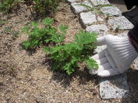 DSCN4104.JPG