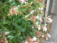 DSCN4110.JPG