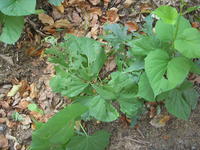 DSCN4113.JPG