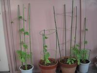 DSCN4131.JPG