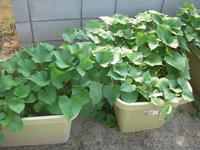 DSCN4134.JPG