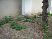 DSCN4136.JPG