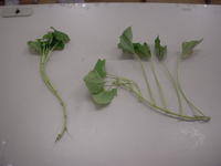 DSCN4149.JPG