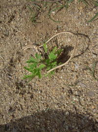DSCN4209.JPG