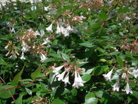 DSCN4218.JPG