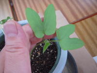 DSCN4228.JPG