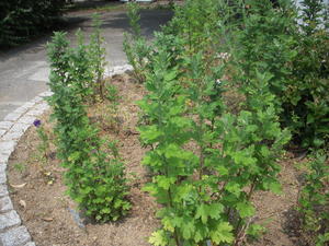 DSCN4786.JPG