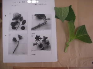 DSCN4809.JPG