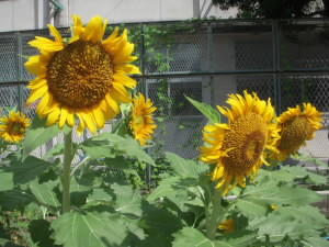 DSCN4812.JPG