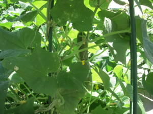 DSCN4824.JPG