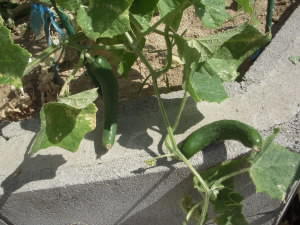DSCN4868.JPG