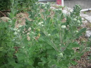DSCN4881.JPG