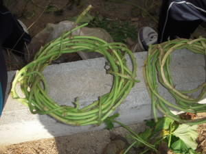 DSCN4887.JPG