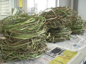 DSCN4905.JPG