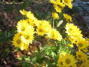DSCN4955.JPG