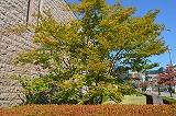 DSC_0022.jpg