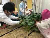 ②チンゲン菜　収穫の様子.jpg